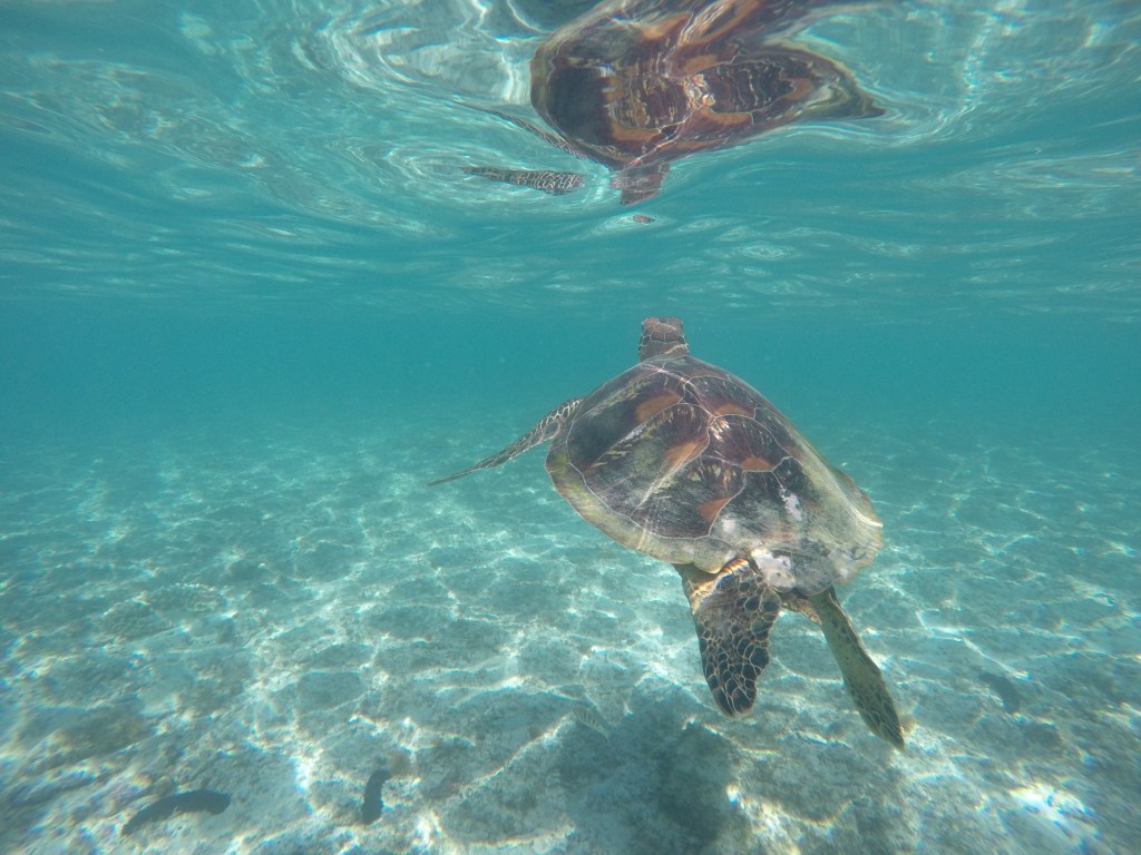 DCIM100GOPROGOPR7282.