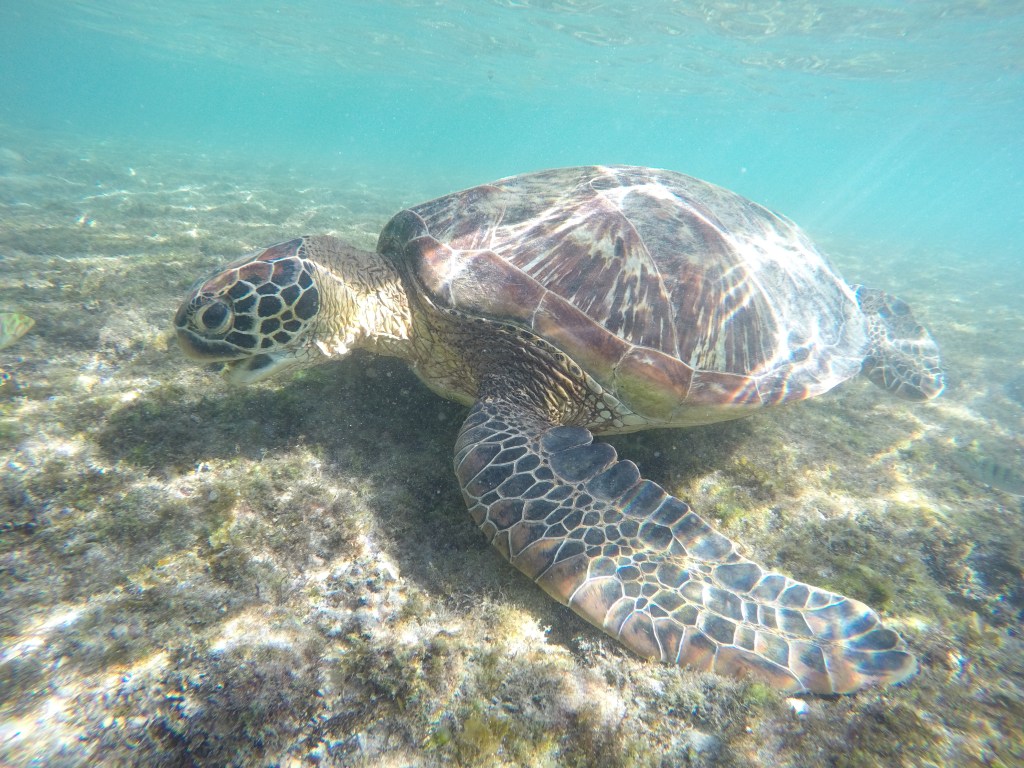 DCIM100GOPROGOPR7294.