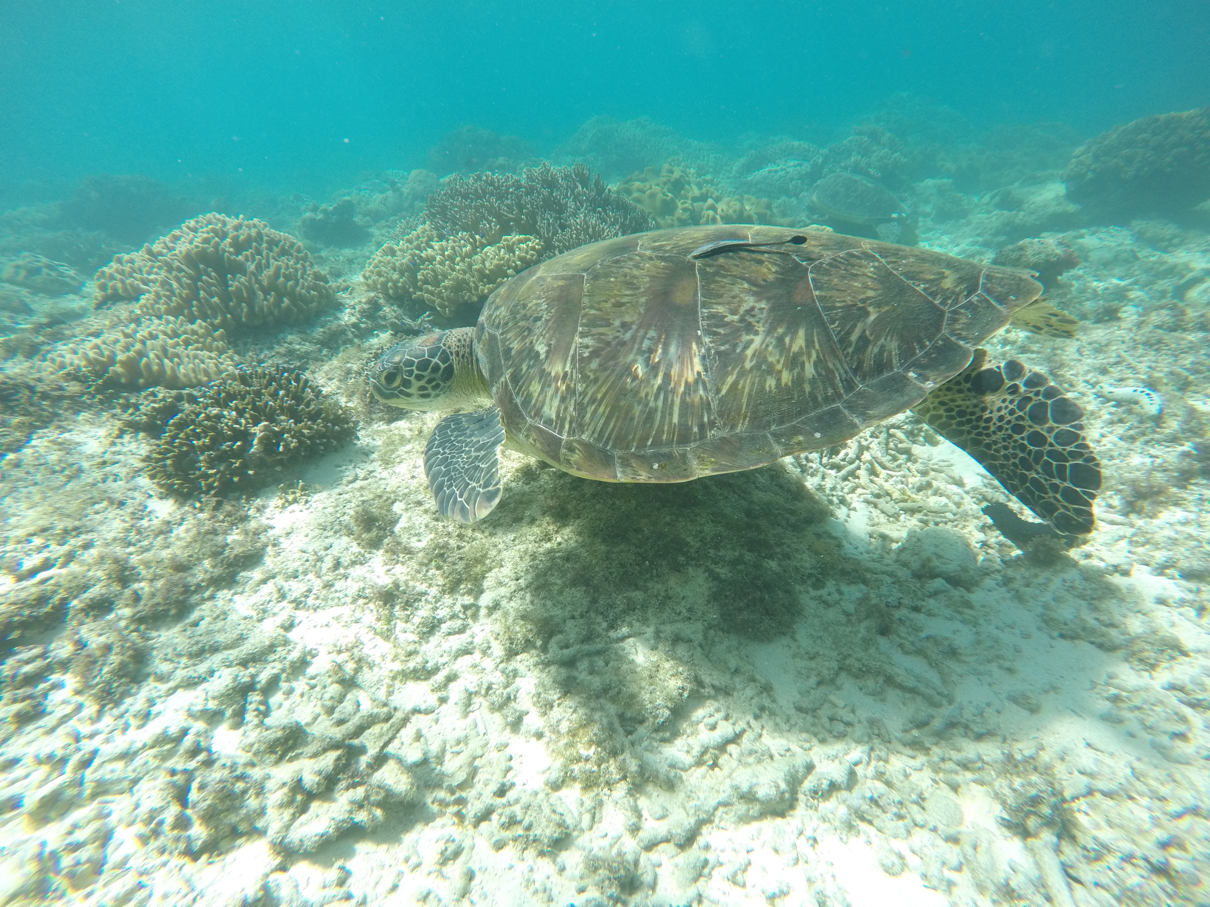 DCIM100GOPROGOPR7248.